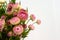Pink helichrysum Straw flower bloomingÂ on white background